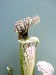 Sarracenia leucophylla 3