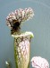 Sarracenia leucophylla 4